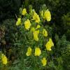 Evening Primrose